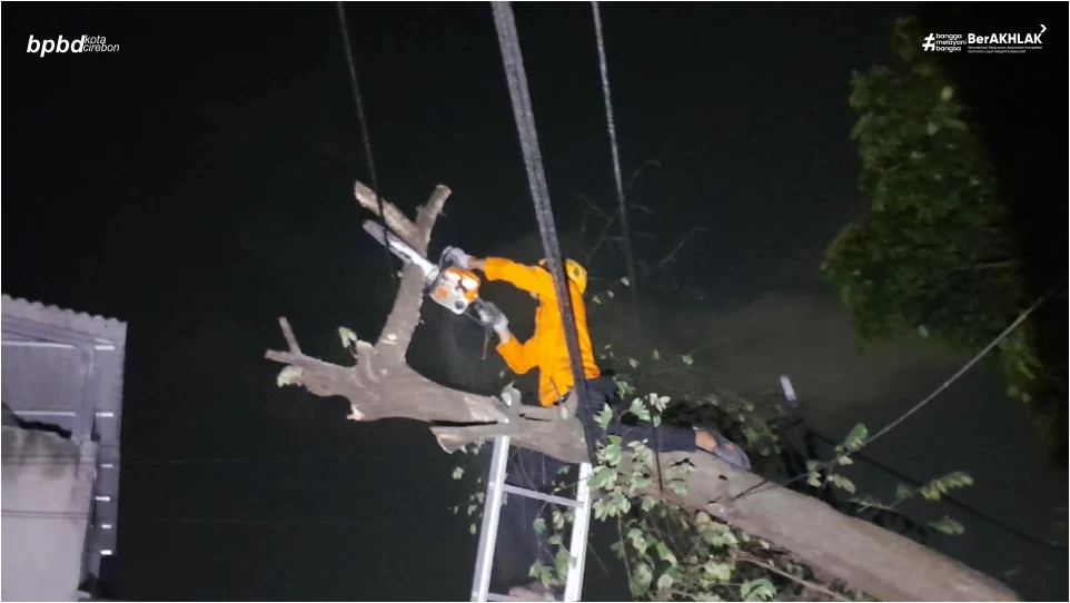 POHON TUMBANG KARENA PELAPUKAN MENGGANGU AKTIVITAS WARGA